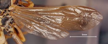 Media type: image;   Entomology 33154 Aspect: wing